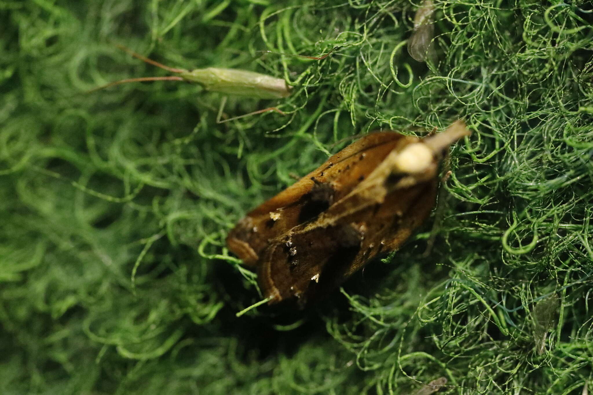 Image of Acleris cristana Denis & Schiffermüller 1775