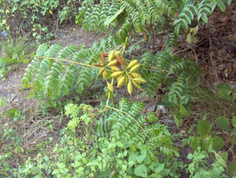 Image of <i>Caesalpinia major</i>