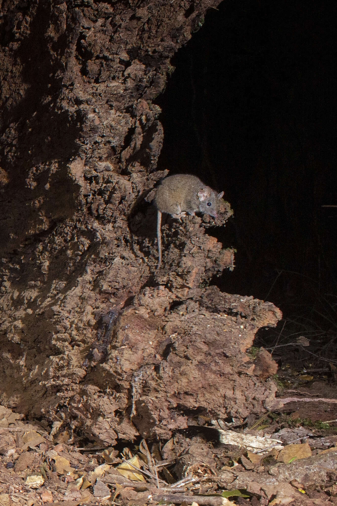 صورة Antechinus flavipes (Waterhouse 1838)