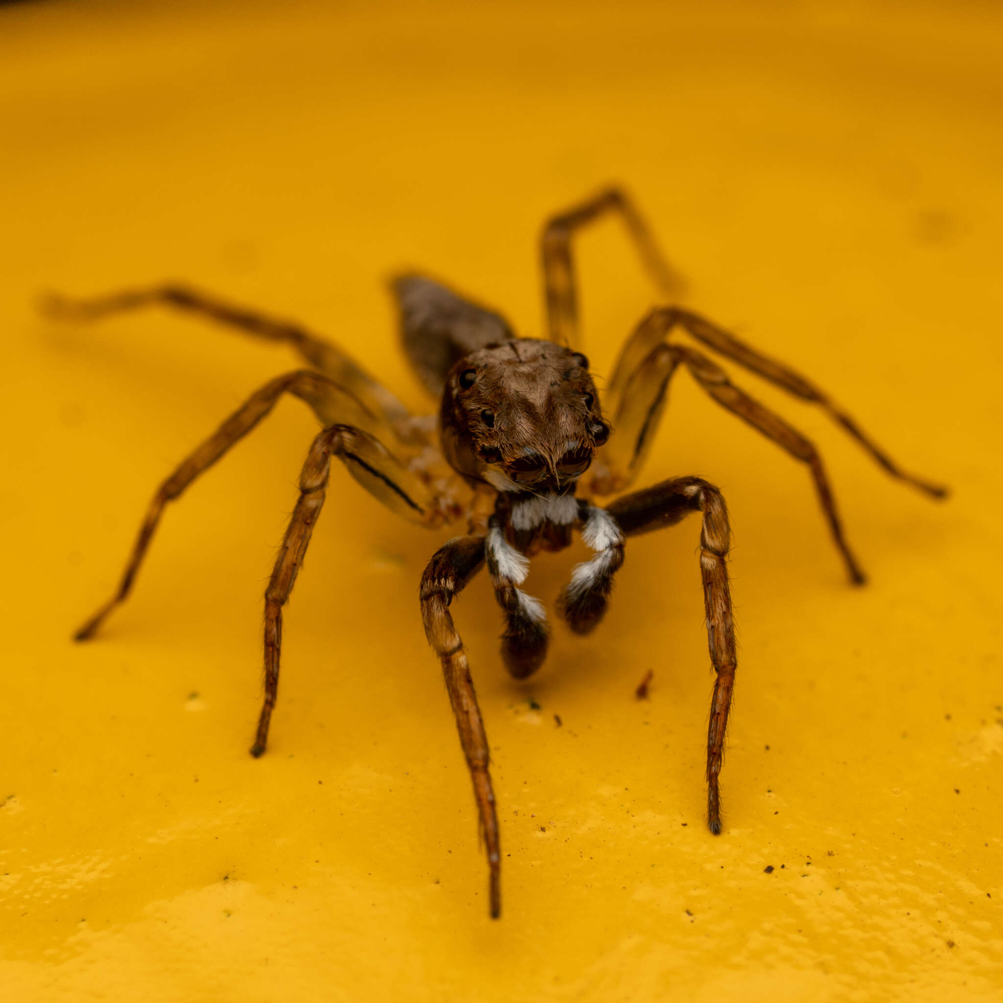 Image of Mintonia silvicola Wanless 1987