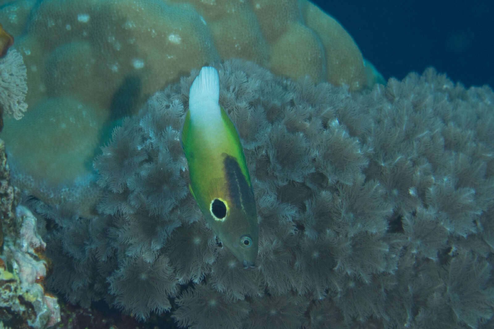 Image of Allen's tubelip wrasse