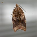 Image of fruit-tree tortrix moth