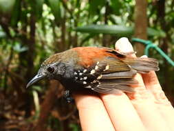 Image of Rufous-backed Stipplethroat