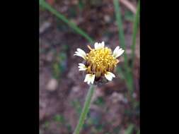 Imagem de Tridax procumbens L.