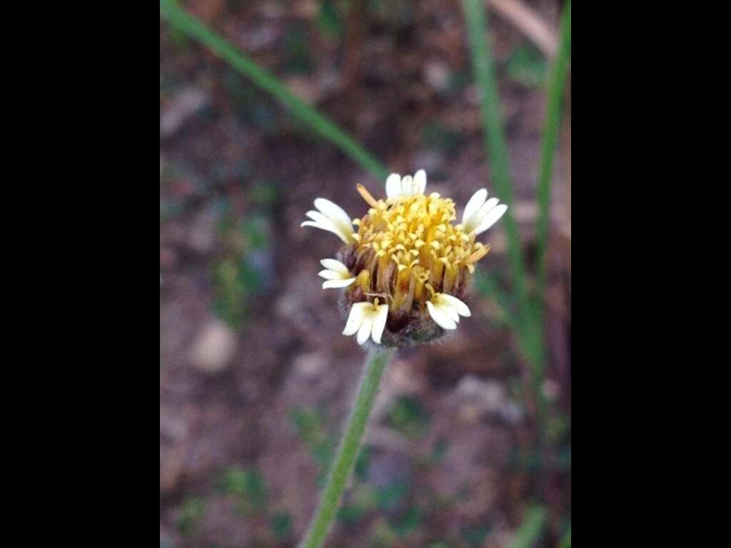 Imagem de Tridax procumbens L.