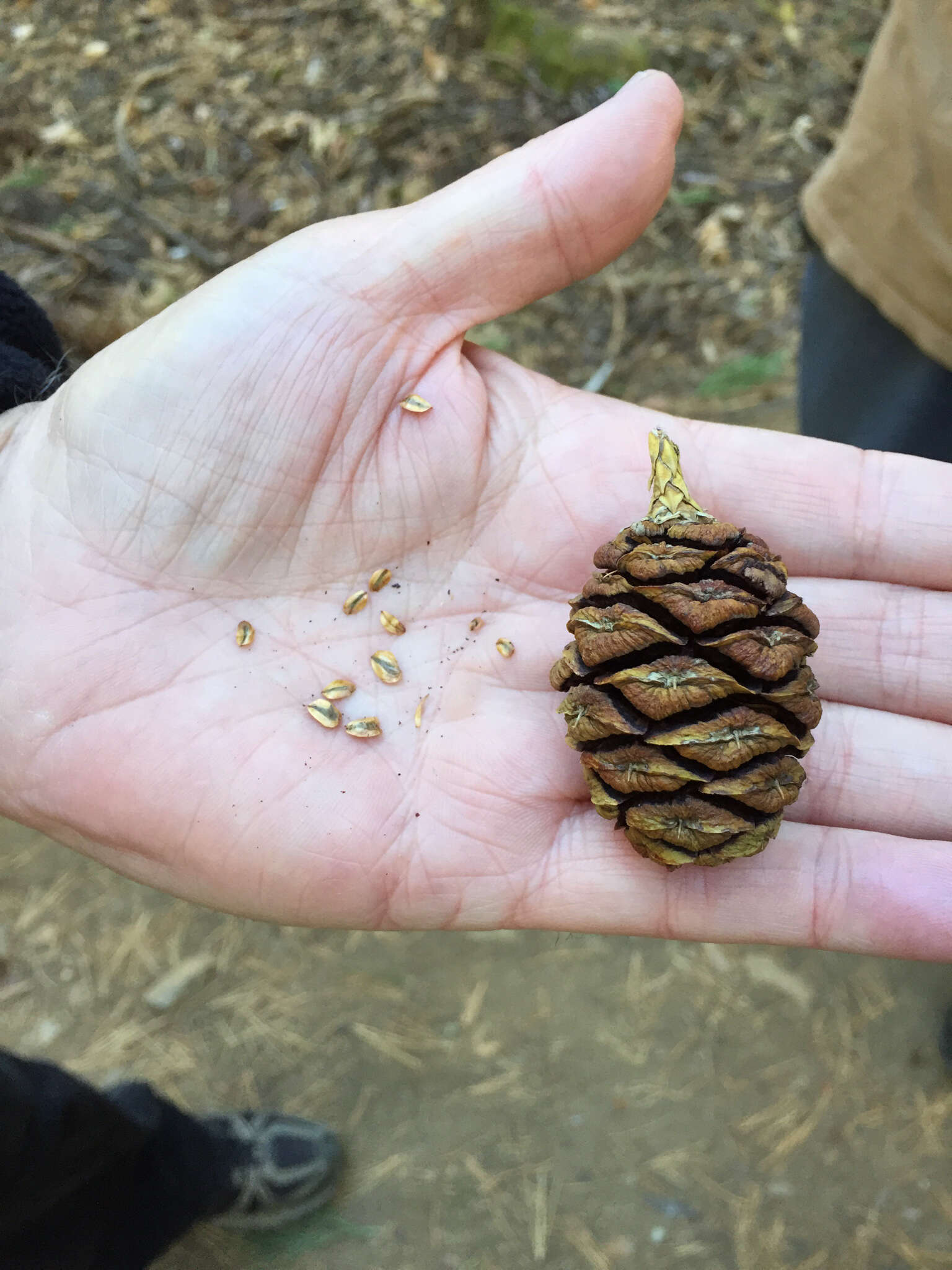 Sequoiadendron resmi