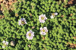 Image of Junellia micrantha (Phil.) Moldenke