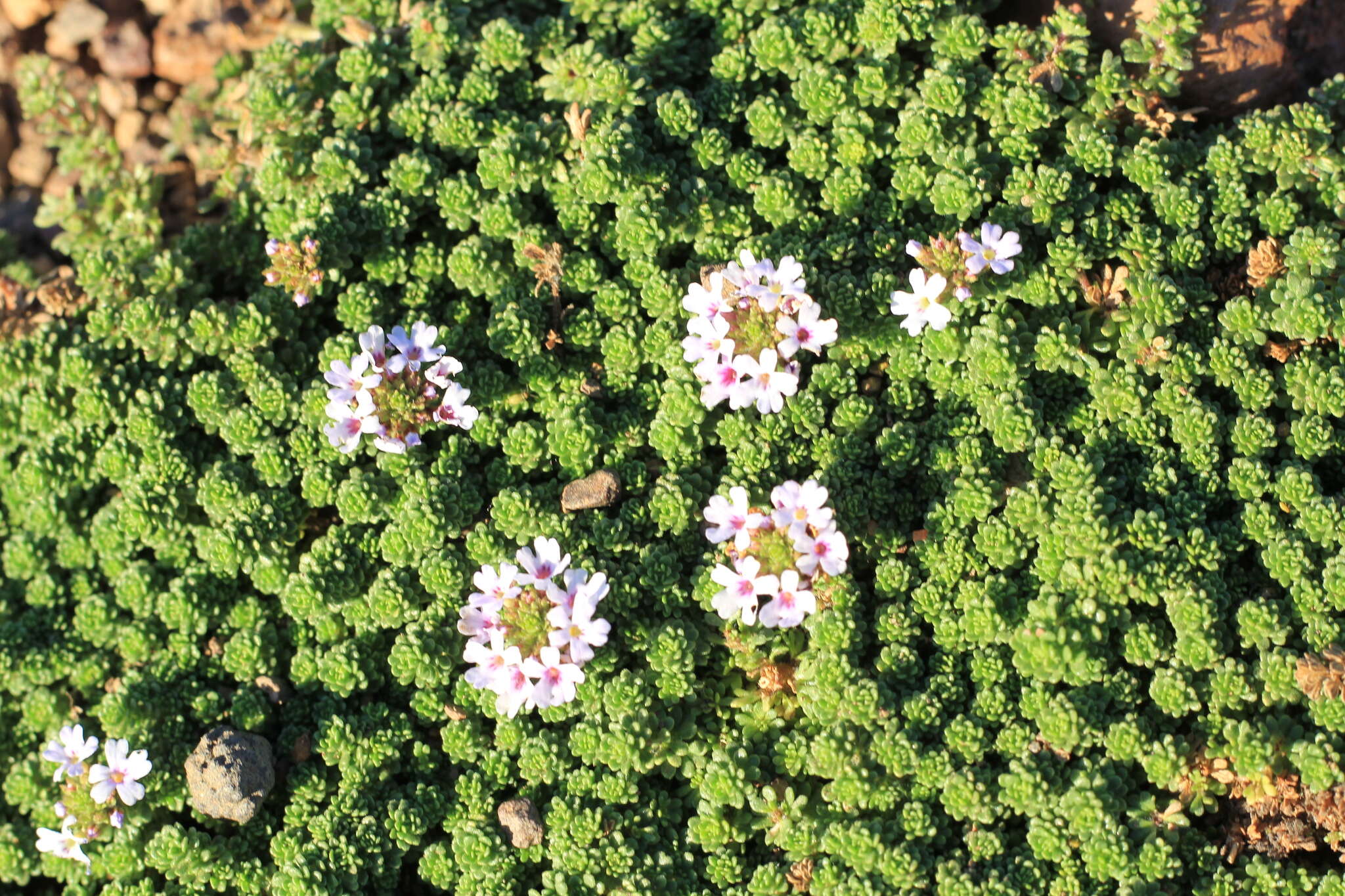 Sivun Junellia micrantha (Phil.) Moldenke kuva