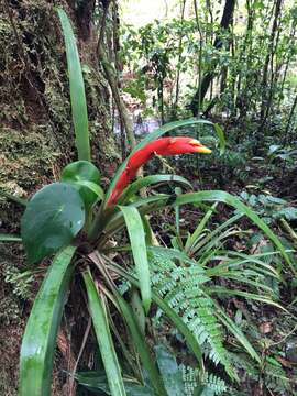 Guzmania nicaraguensis Mez & C. F. Baker的圖片