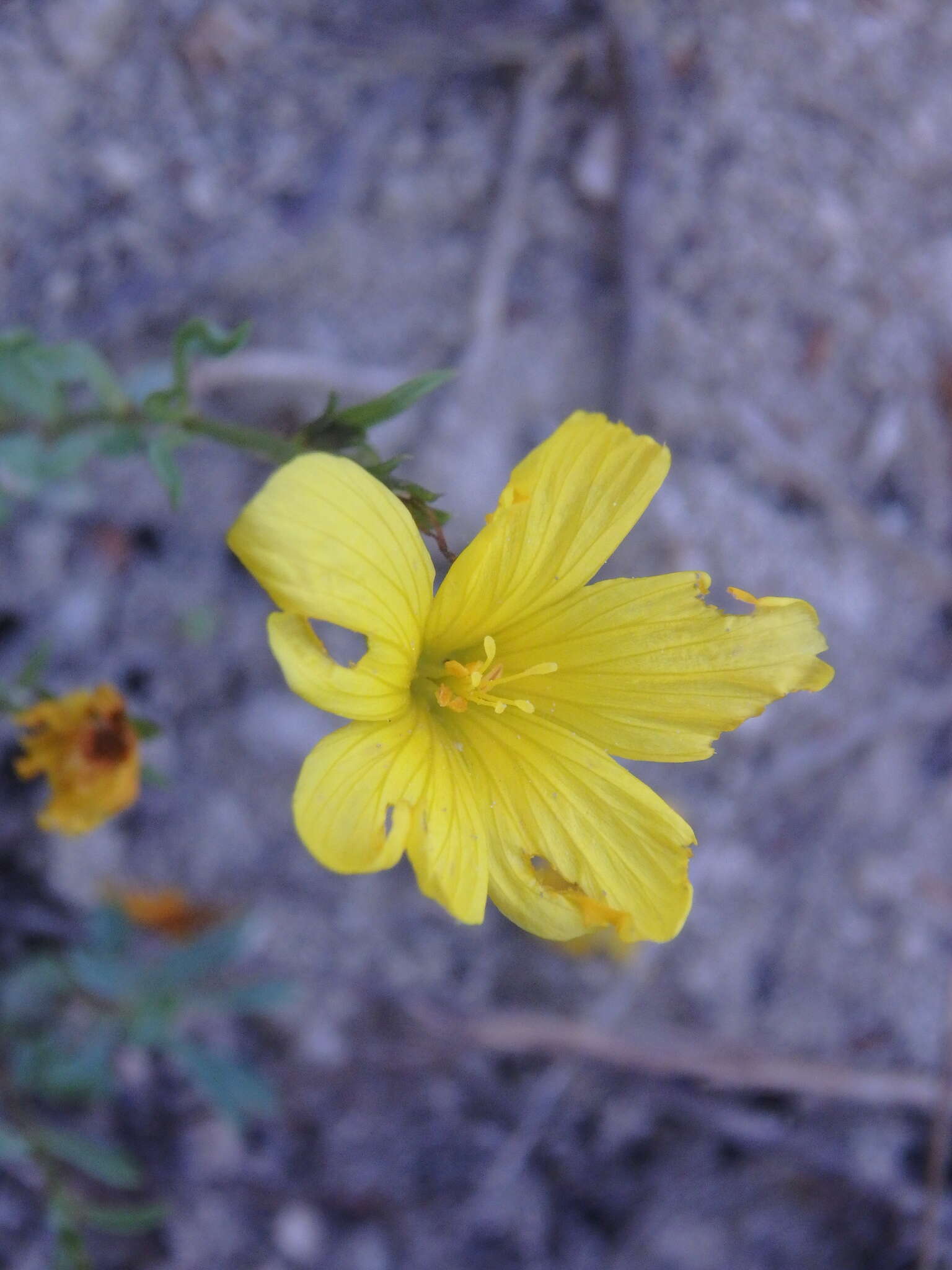 Image of Linum tauricum Willd.