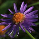 Image of Aster alpinus var. serpentimontanus (Tamamschjan) Y. Ling