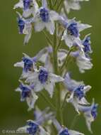 Imagem de Delphinium occidentale S. Wats. ex Coult.