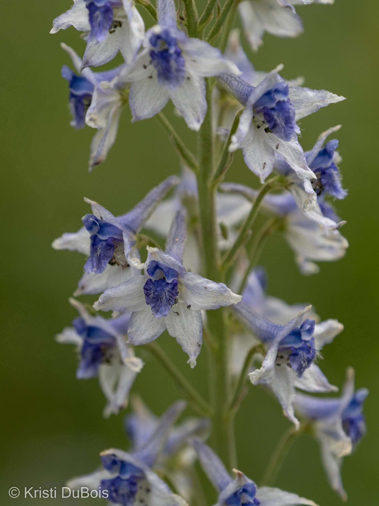 Imagem de Delphinium occidentale S. Wats. ex Coult.