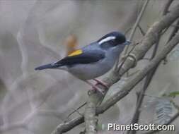 Imagem de Pteruthius aeralatus Blyth 1855