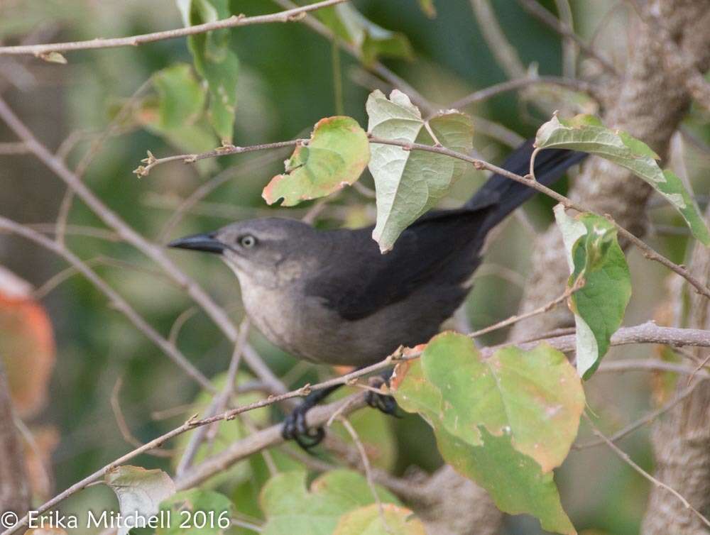 Image of Carib Grackle