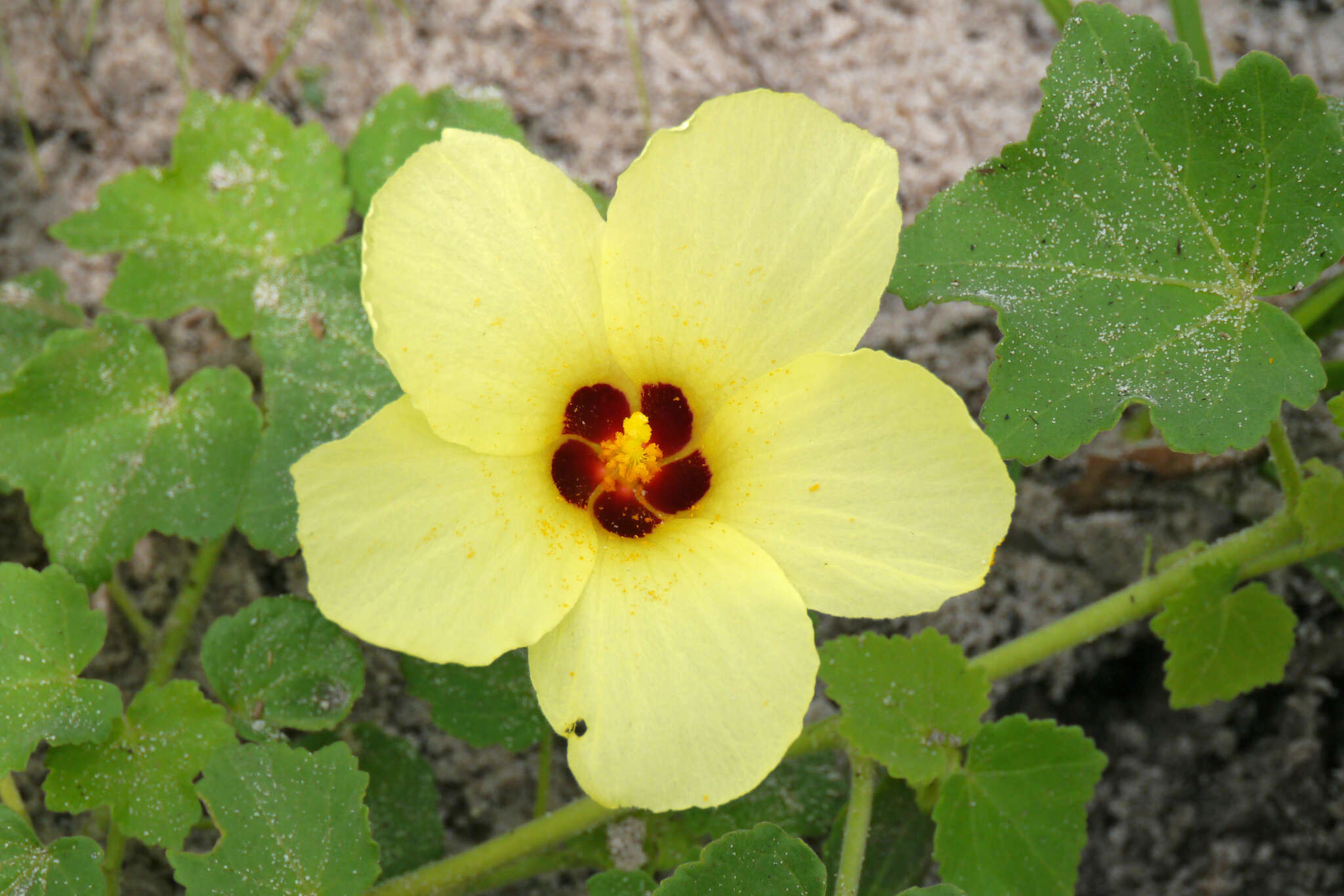 Image of Hibiscus schinzii Gürke ex Schinz