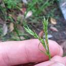 Image of Dark-Green Sedge