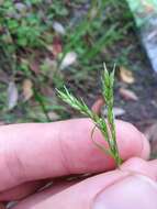 Image of Dark-Green Sedge