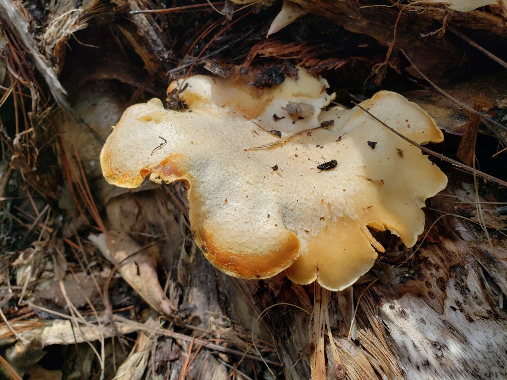 Image of Pleurotus opuntiae (Durieu & Lév.) Sacc. 1887