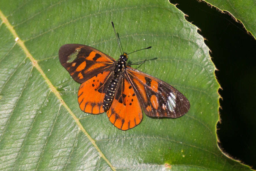 Image of Acraea amicitiae Heron 1909