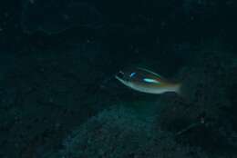 Image of Blue-stripe spinecheek