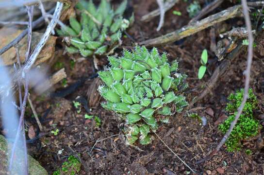 Image of Haworthia herbacea (Mill.) Stearn