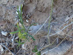 Sivun Euphorbia silenifolia (Haw.) Sweet kuva