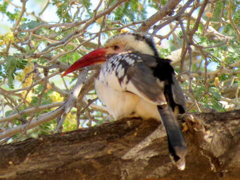 Image of Damara Hornbill