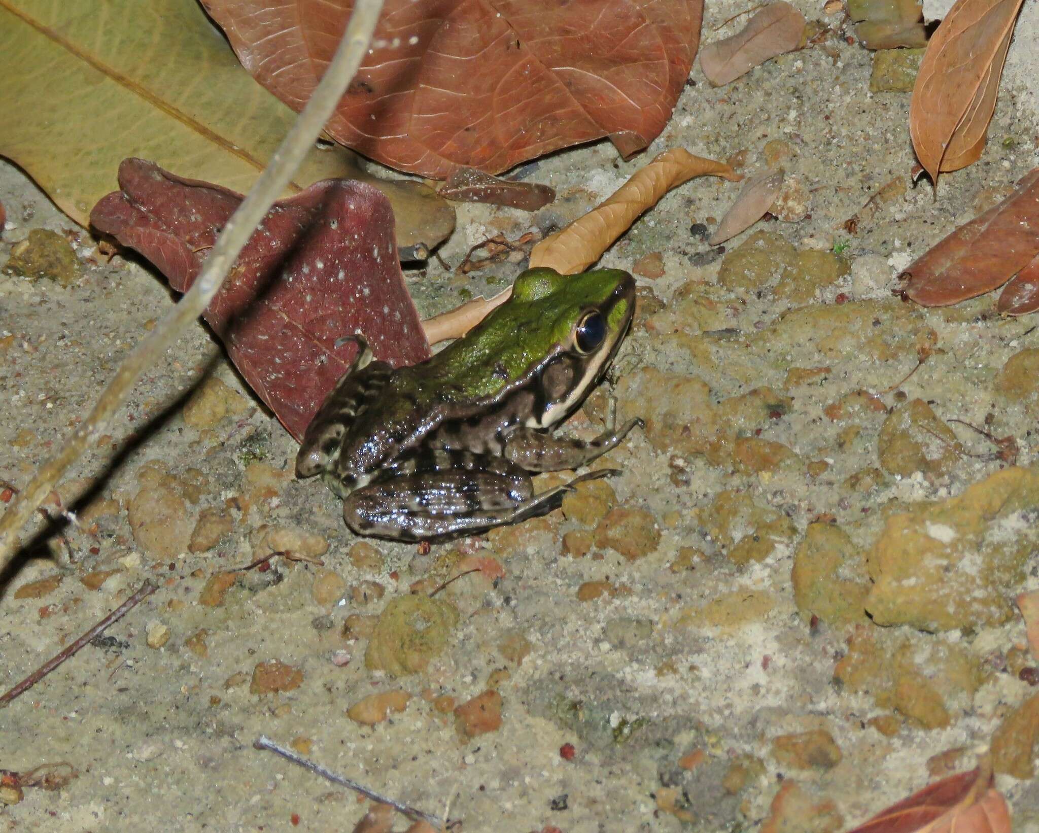 Image of Lithobates palmipes (Spix 1824)