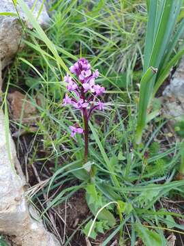 Image de Orchis brancifortii Biv.