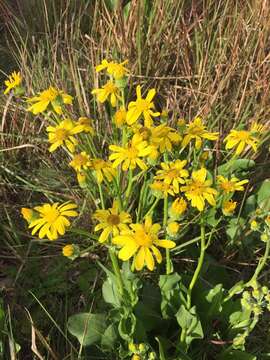 Image of Senecio coronatus (Thunb.) Harv.