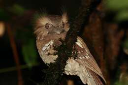 Image of Philippine Frogmouth