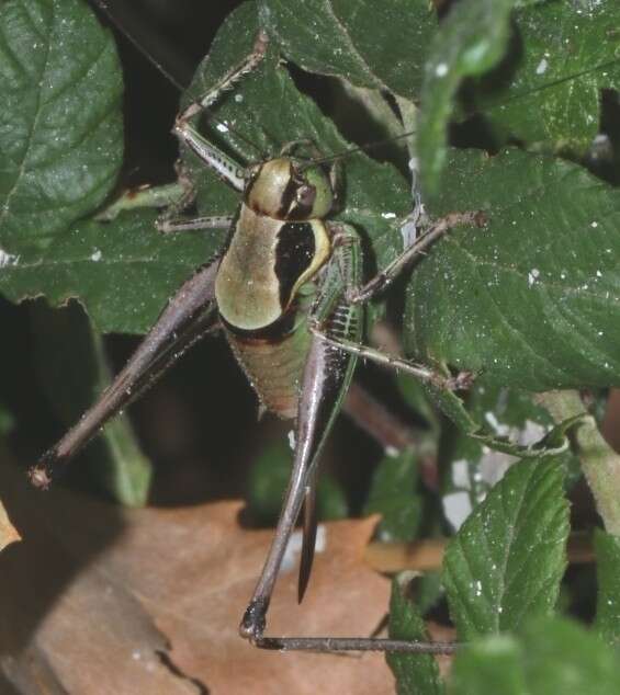 Image of Eupholidoptera tyrrhenica Allegrucci, Massa, Trasatti & Sbordoni 2014