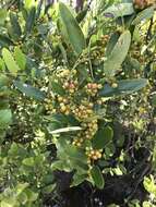 Imagem de Smilax laurifolia L.