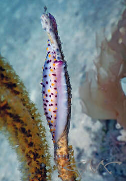 Image of Iredale's Spindle Cowrie