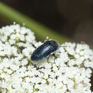 Image of Acmaeoderella villosula (Steven 1830)