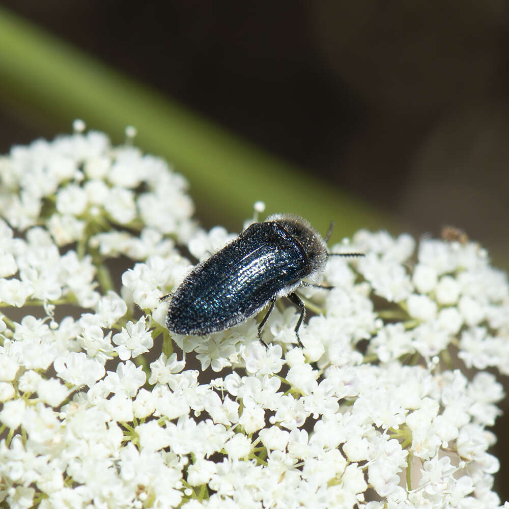 Image of Acmaeoderella villosula (Steven 1830)