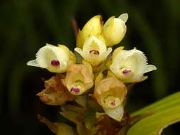 Image of Elleanthus petrogeiton Schltr.
