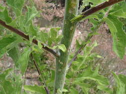 Image of Roldana heracleifolia (Hemsl) H. Rob. & Brettell