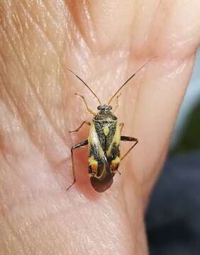 Image of Polymerus unifasciatus (Fabricius 1794)