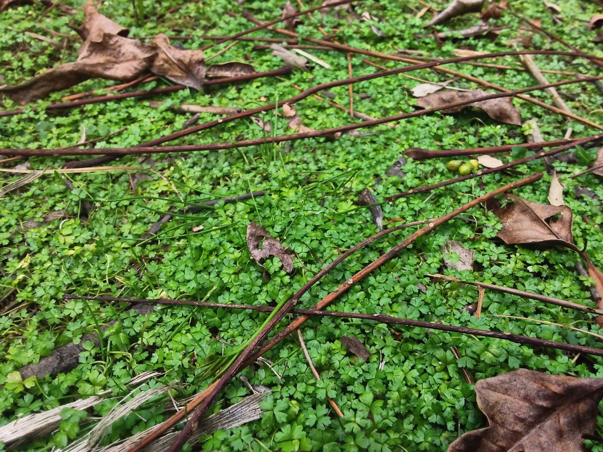 Image of Australian hydrocotyle