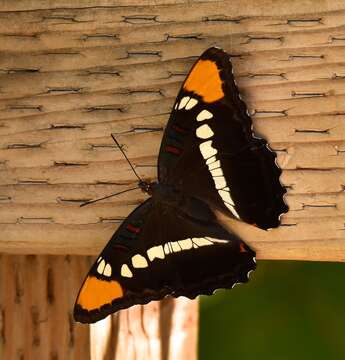 Limenitis bredowii Hübner 1837的圖片