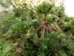 Image of fan palm