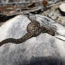 Image of Bahama-Wood Snakes