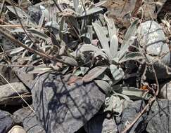 Image of silverleaf phacelia