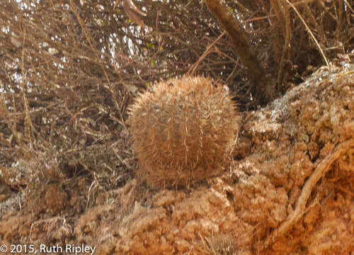 Image of Oroya peruviana (K. Schum.) Britton & Rose