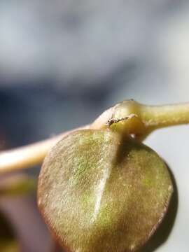 Image of Epilobium brunnescens subsp. brunnescens