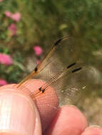 Image of Four-spotted Chaser