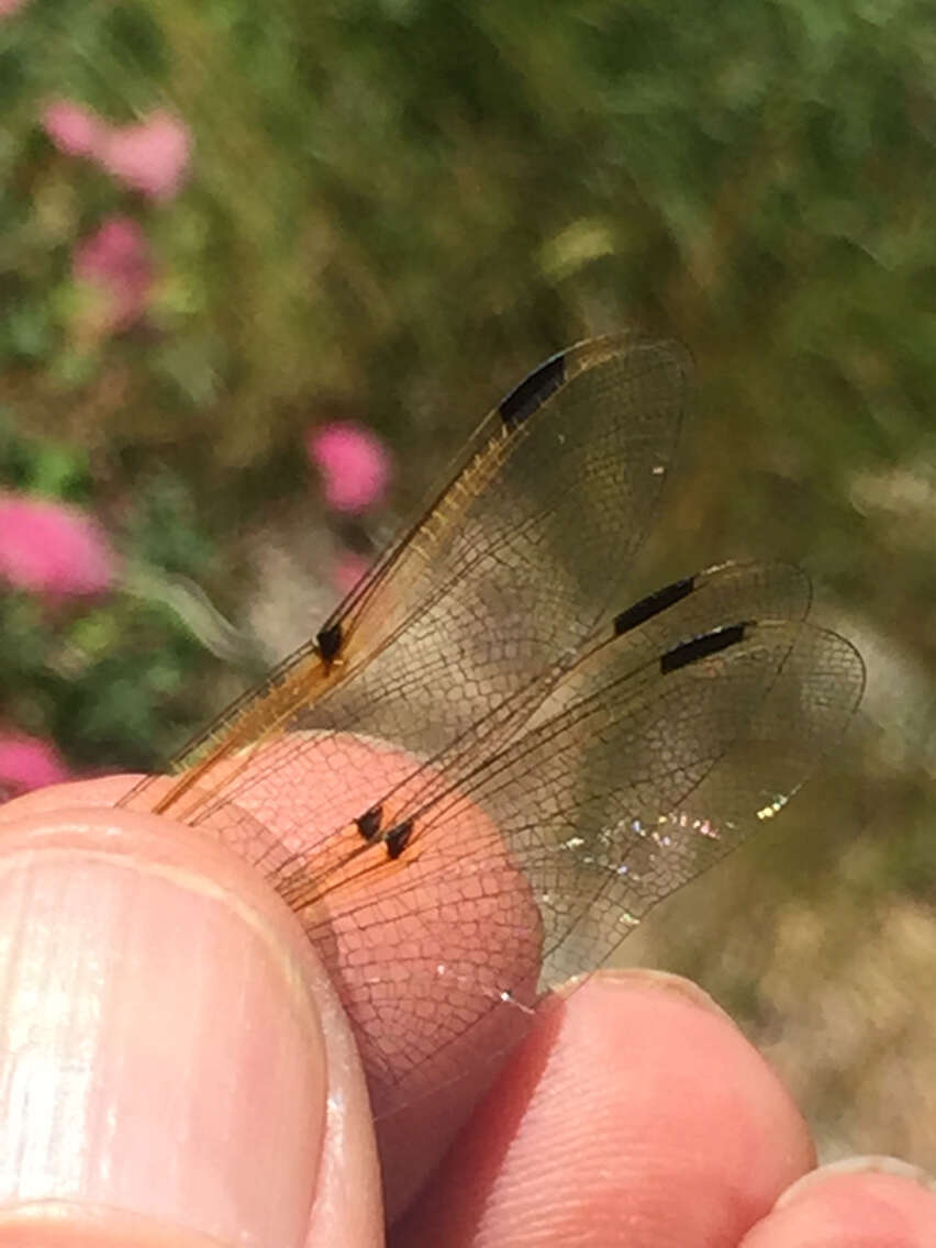 Image of Four-spotted Chaser