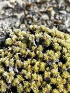 صورة Pimelea sericeovillosa subsp. pulvinaris (C. J. Burrows) C. J. Burrows